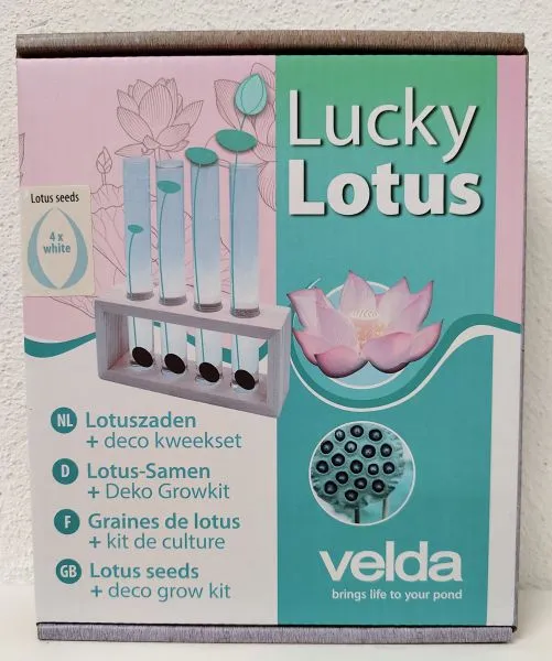 Lucky Lotus White